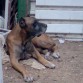 Mi Gringo era un Dogo Canario ( antiguo presa canario) el pobre ya estaba bastante echo polvo en esta foto...
Gringo ya fallecio ,el 25 de julio de 2009....en realidad lo tuvimos qe dormir porqe tenia una enfermedad incurable y era lo mejor para el...=(